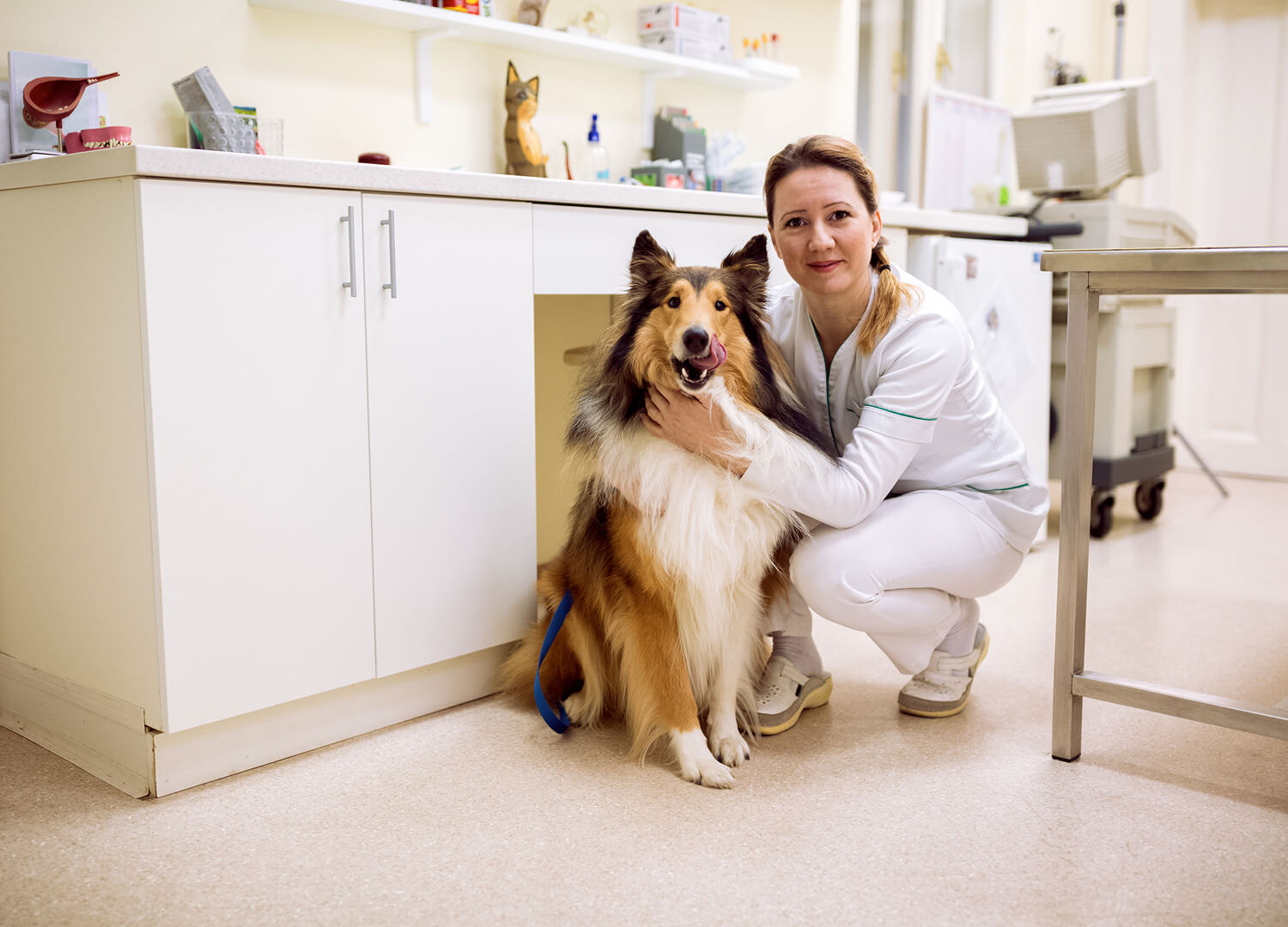 Pets-and-pet-care-55